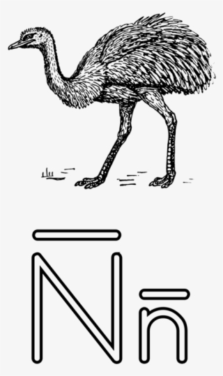 Common Ostrich Flightless Bird Emu Drawing - Notebook Coloring Page