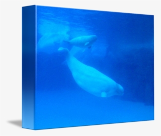 650 X 547 3 0 - Humpback Whale