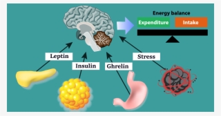 How Hunger Hormones Work Weight Loss Resources - Ghrelin Leptin And Stress