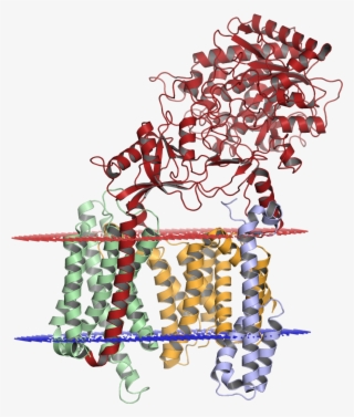 Gamma Secretase