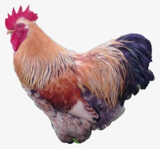 Gallo Sticker - Rooster