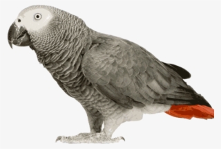 640 X 480 1 0 - African Grey Parrot Png