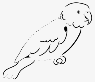2400 X 2400 3 - Parrot Black And White