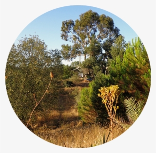 A Treasure Of Nature-3 - Shortstraw Pine