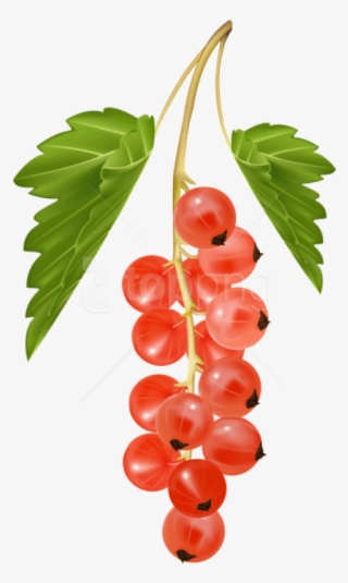 Free Png Red Currant Png Vector Png - Смородина Красна Черная Белая