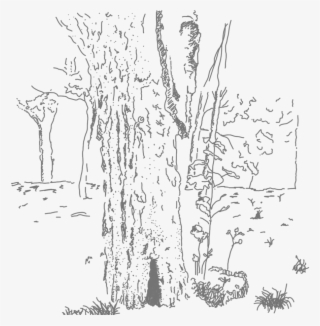 The Moment I Write This Last Number, Black Clouds Roll - Pond Pine